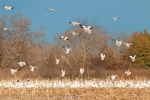 Landing Snow Geese