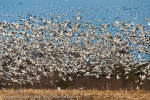 Snow Geese flushing