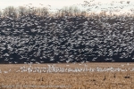 Snow Geese flushing