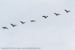 Canada Geese flying overhead