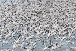 Snow Geese flushing