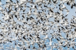 Snow Geese flushing