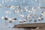 Snow Geese on the water