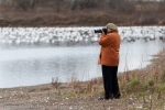 Snow Geese on the water