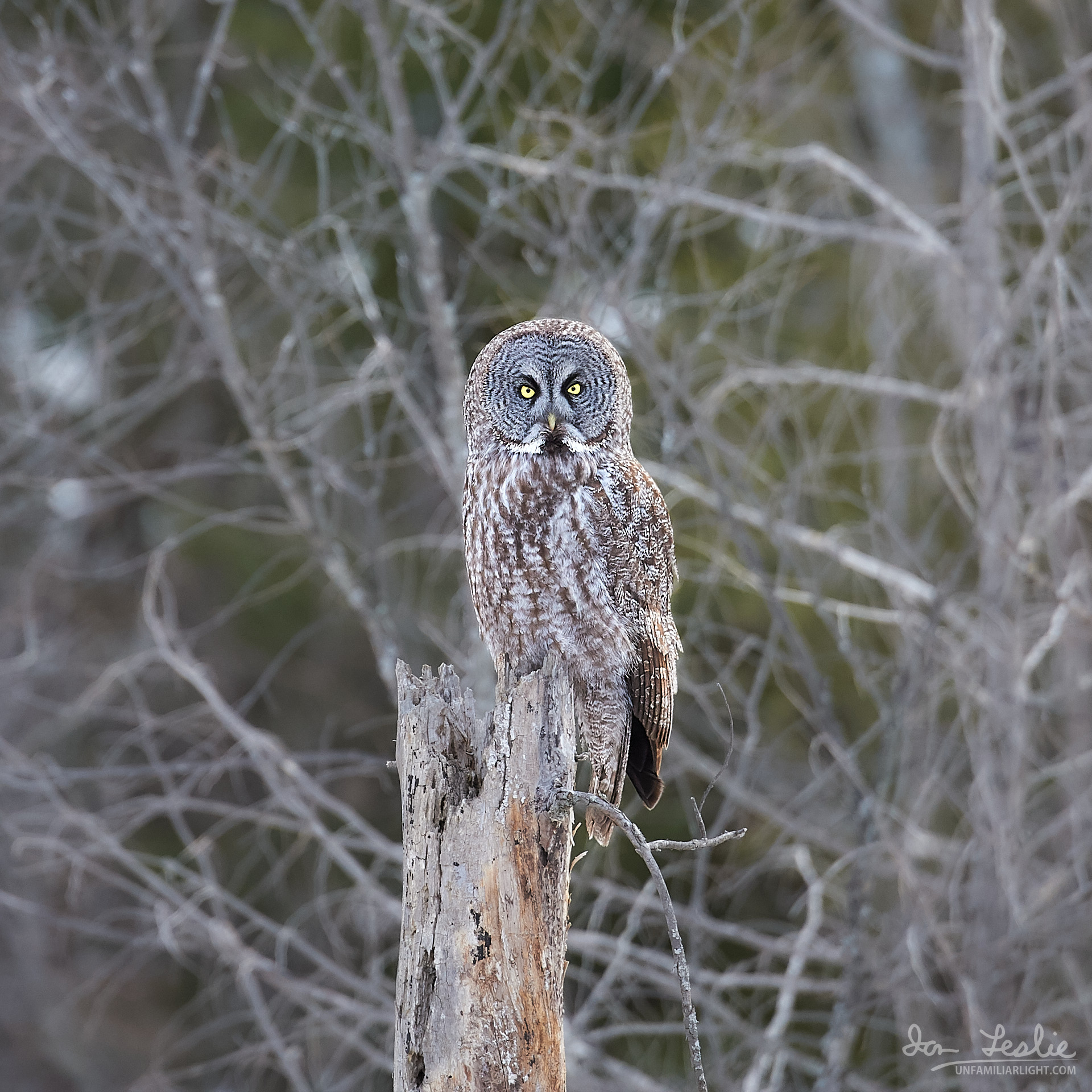 owl tours ottawa