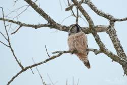 Captured at Old Almonte Rd and Dwyer Hill Rd on 2020-02-01 by Ian Leslie.