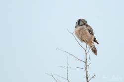 Captured at Old Almonte Rd and Dwyer Hill Rd on 2020-02-01 by Ian Leslie.