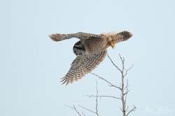 Captured at Old Almonte Rd and Dwyer Hill Rd on 2020-02-01 by Ian Leslie.