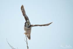 Captured at Old Almonte Rd and Dwyer Hill Rd on 2020-02-01 by Ian Leslie.