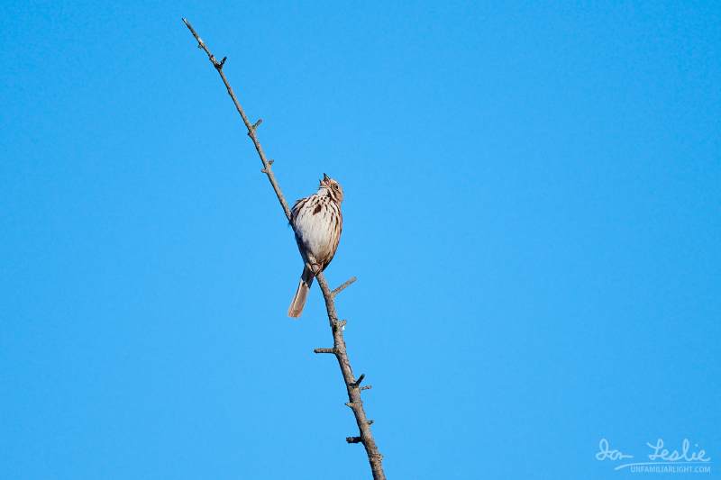 Captured at Mer Bleue Bog on 2021-04-05 by Ian Leslie.