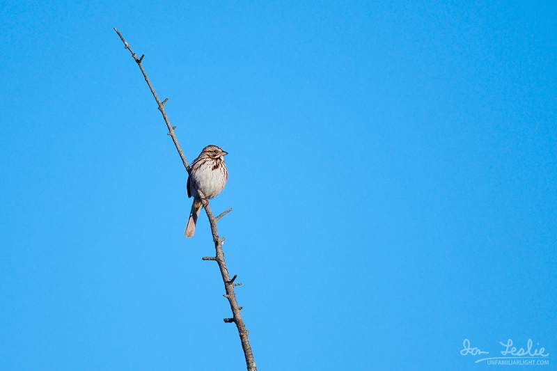 Captured at Mer Bleue Bog on 2021-04-05 by Ian Leslie.