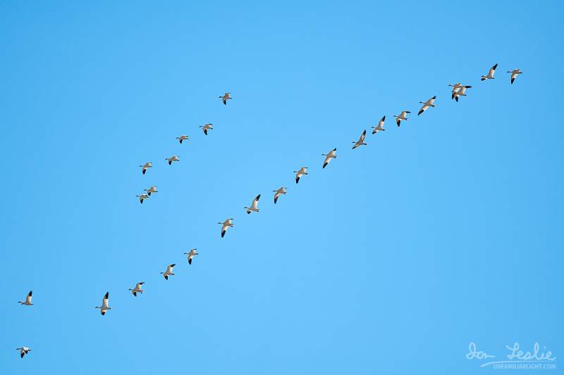 Captured at Mer Bleue Bog on 2021-04-05 by Ian Leslie.