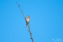 Captured at Mer Bleue Bog on 2021-04-05 by Ian Leslie.