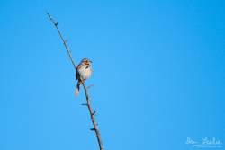 Captured at Mer Bleue Bog on 2021-04-05 by Ian Leslie.