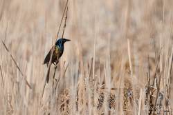 Captured at Mer Bleue Bog on 2021-04-05 by Ian Leslie.