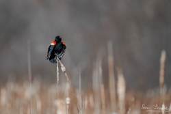 Captured at Mer Bleue Bog on 2021-04-05 by Ian Leslie.