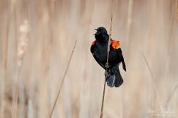 Captured at Mer Bleue Bog on 2021-04-05 by Ian Leslie.