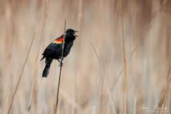 Captured at Mer Bleue Bog on 2021-04-05 by Ian Leslie.