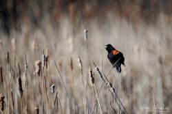 Captured at Mer Bleue Bog on 2021-04-05 by Ian Leslie.