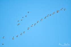 Captured at Mer Bleue Bog on 2021-04-05 by Ian Leslie.
