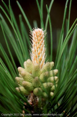 20021001 9368 Pine Tree Flower.jpg