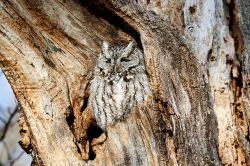 Screach Owl Waking Up
