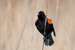Captured at Mer Bleue Bog on 2021-04-05 by Ian Leslie.
