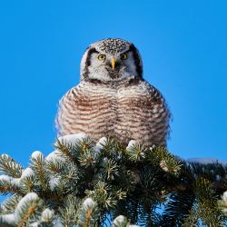 Captured at Ottawa River Trail Orleans on 2022-02-05 by Ian Leslie.
