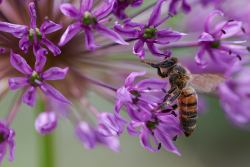 2024-05-20-090334-Ian-Leslie-Bees-in-the-Garden-DSC_5532