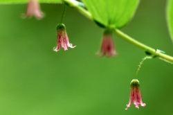 Bell shaped flowers
