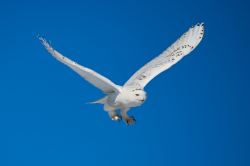 Snowy Owl Flying