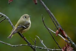 Captured at Mud Lake on 2020-10-03 by Ian Leslie.