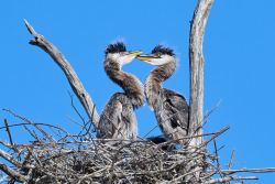 Sibling Rivalry
