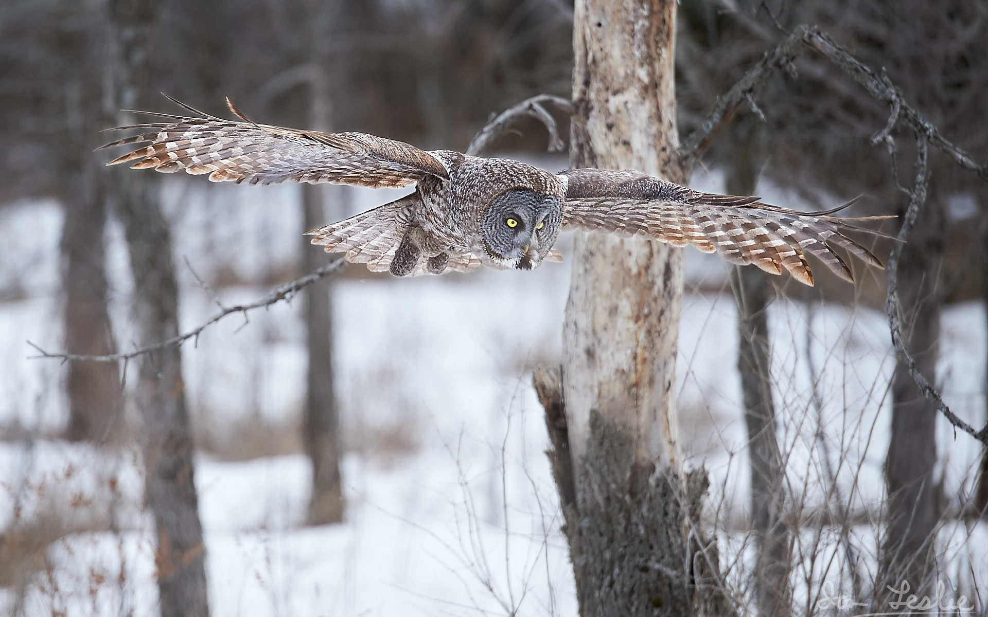 Great Grey Owl flying