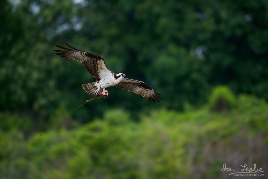 Male Osprey bringing fish to the nest.