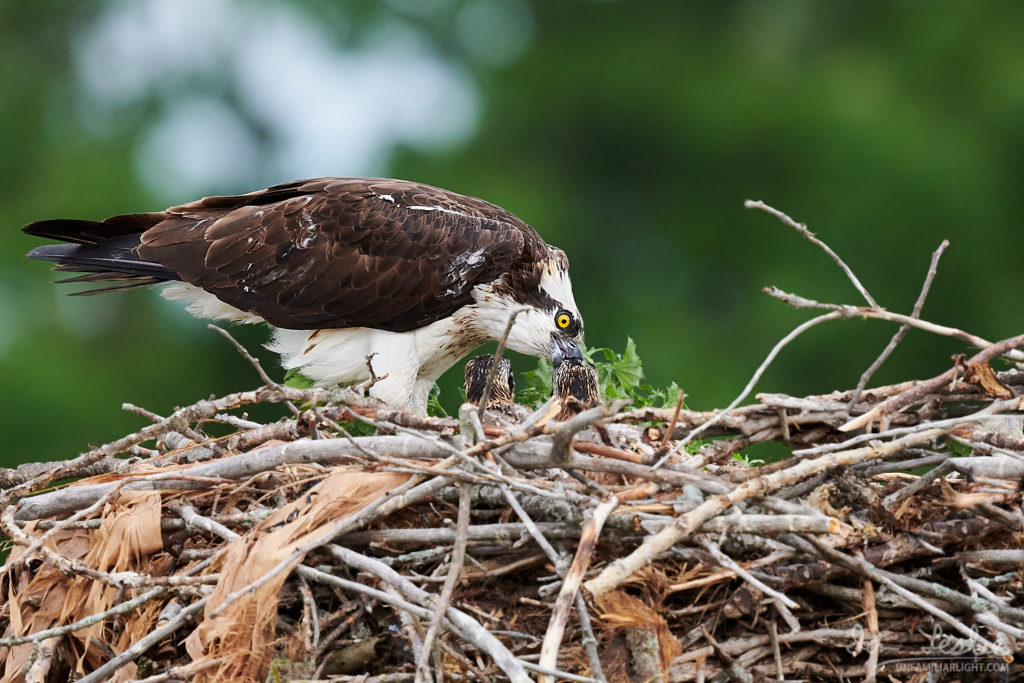 Female osprey feeding her young