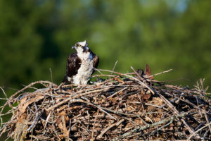 Female nesting Osprey at Iroquois Locks