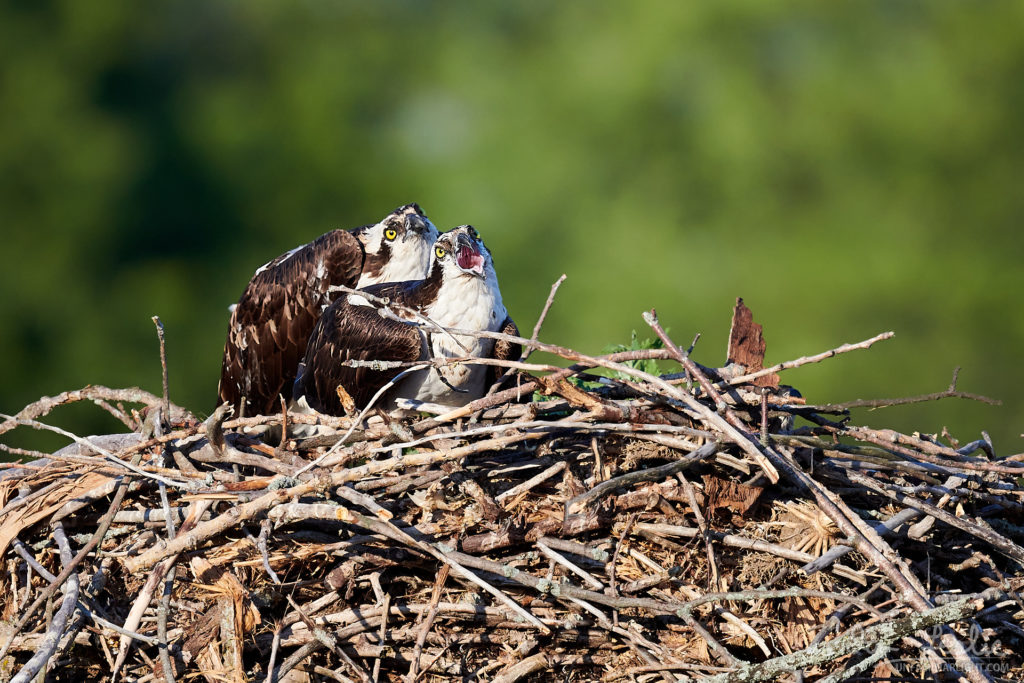 Nesting Osprey at Iroquois Locks