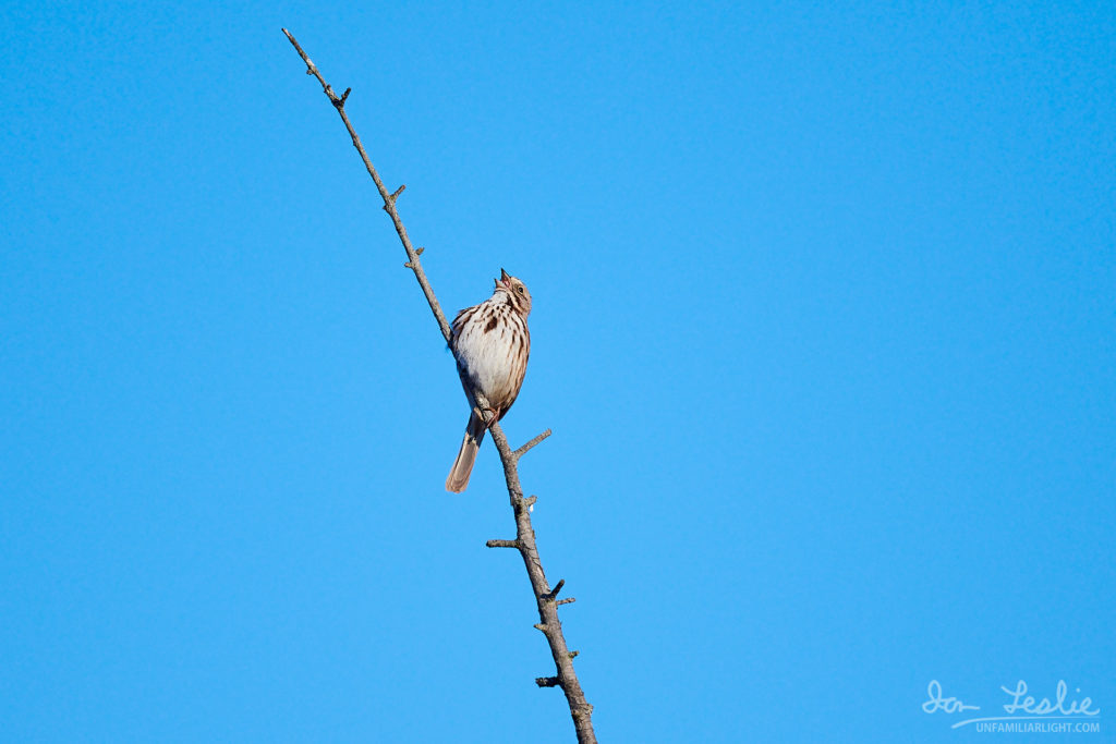 Song Sparrow Singing