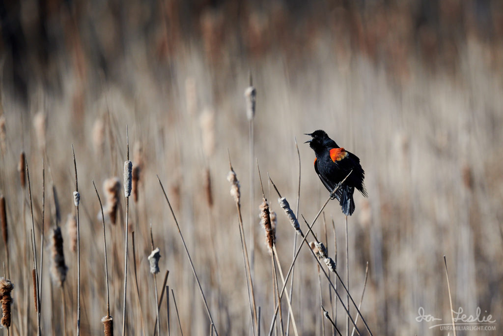 Red Wing Black Bird Singing