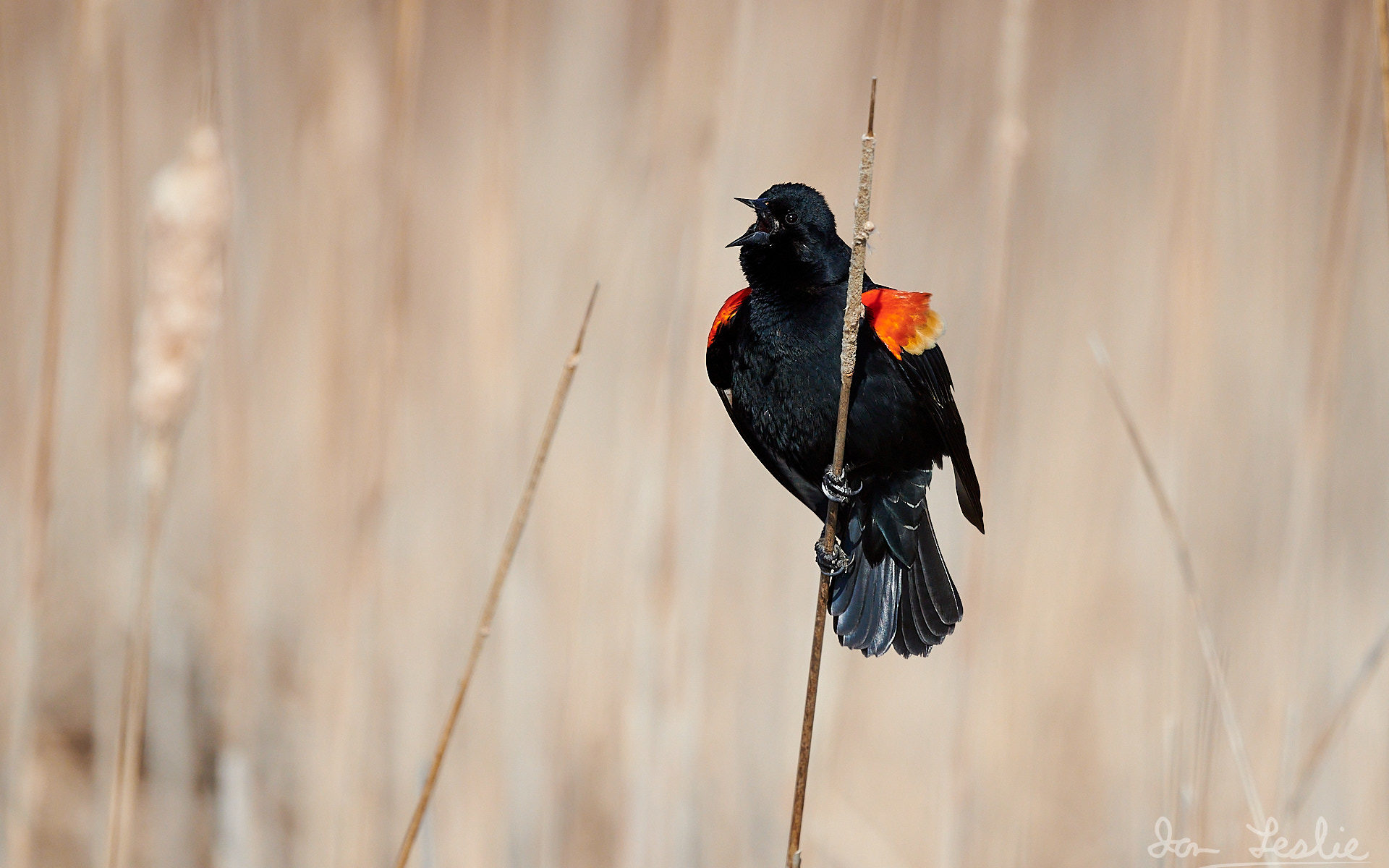Red Wing Black Bird Singing