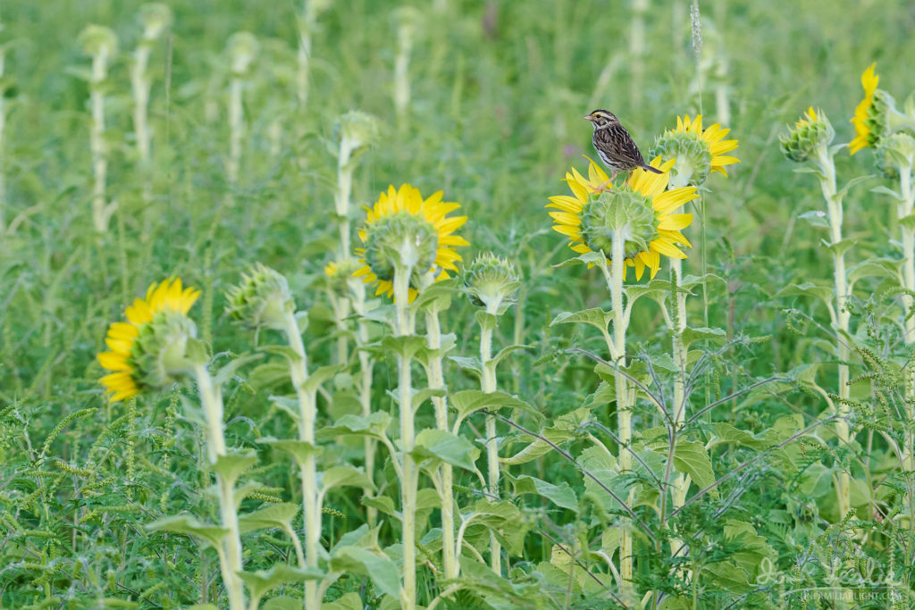 Sunflowers at Sultan Sanctuary