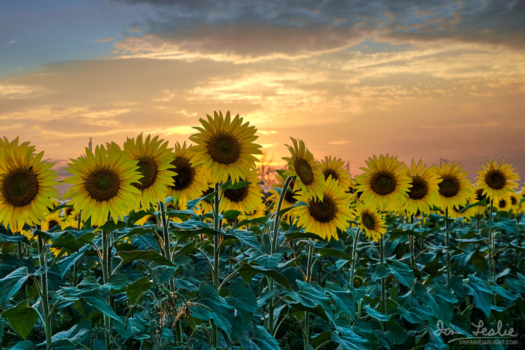 Sunflowers at Sultan Sanctuary